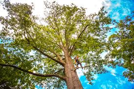 Reliable Gnadenhutten, OH  Tree Services Solutions